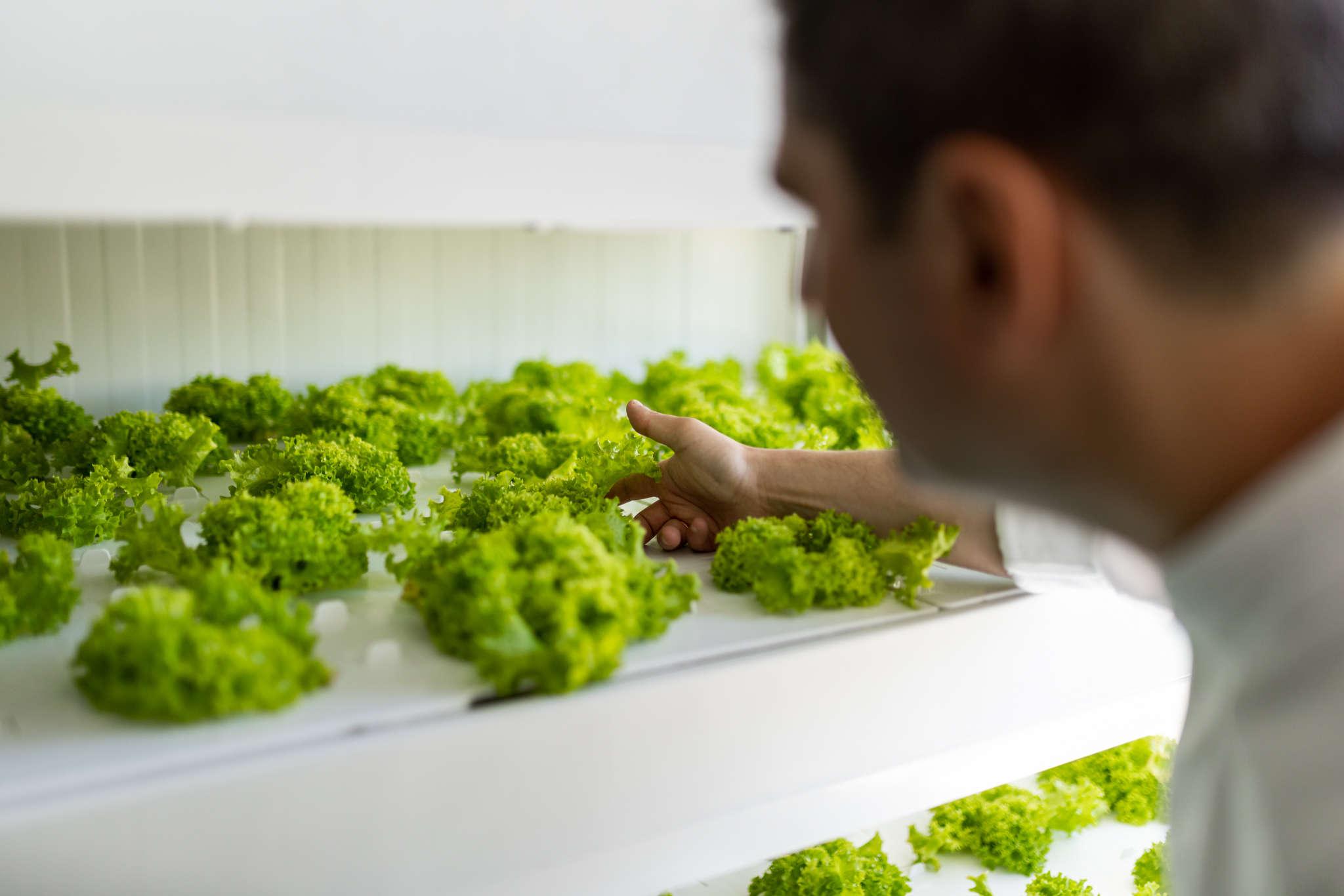 The Ritz-Carlton Abu Dhabi, Grand Canal launches its own vertical farm Story
